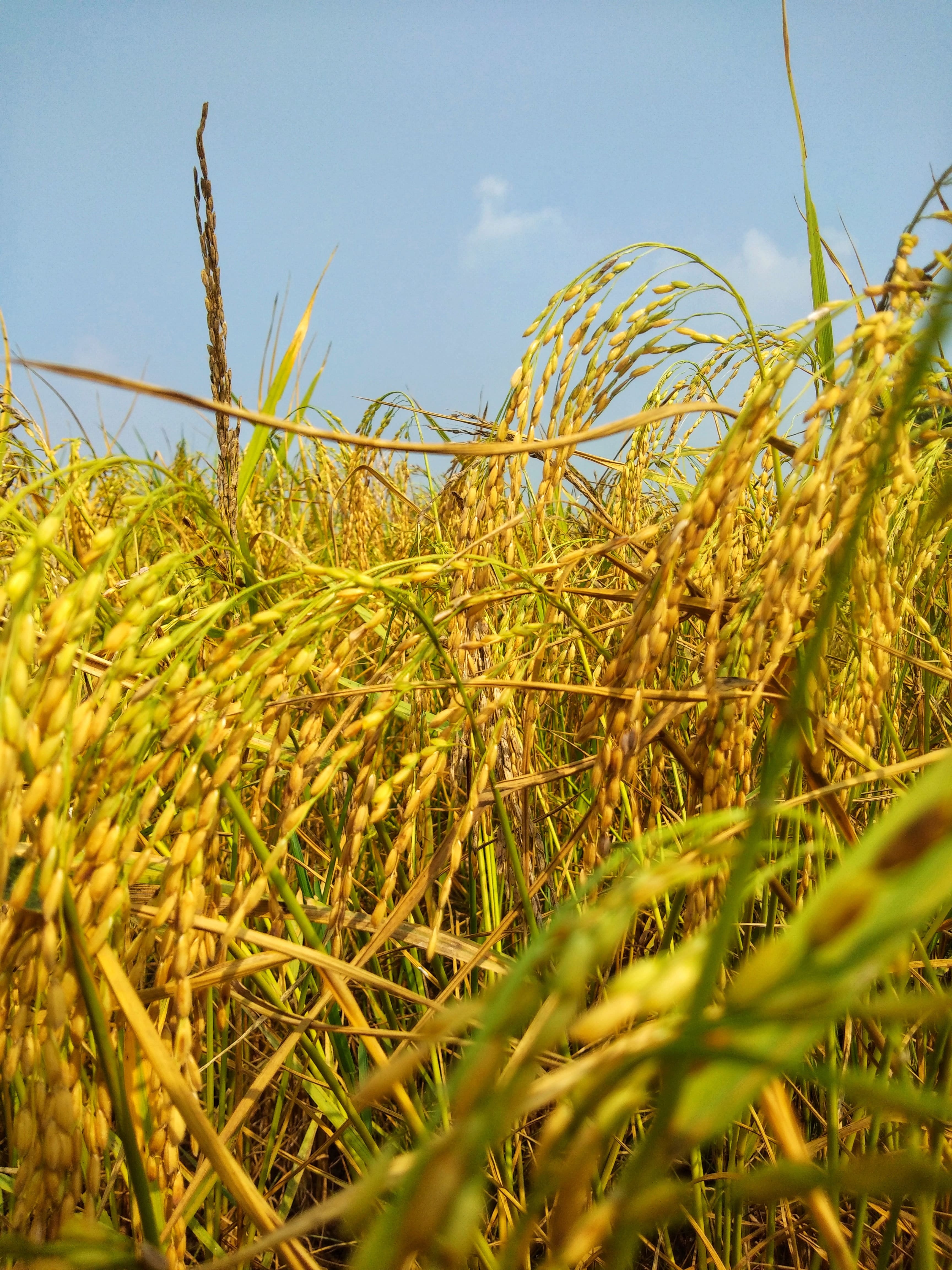 CYTOLIFE Agritech
